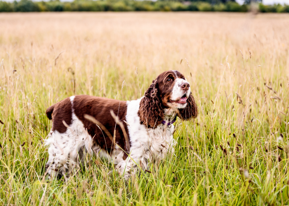 Medium-sized breed